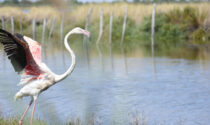 Da Parco Pallavicino al Delta del Po: a lieto fine il salvataggio del fenicottero rosa