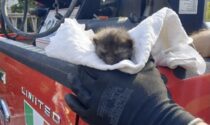 Vigili del fuoco di Arona salvano gattino