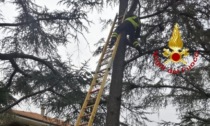 Soccorso un gattino a Borgomanero: i pompieri lo tirano giù dall'albero