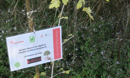 Il festival Un paese a sei corde pianta 32 alberi nel Parco Nord di Milano per compensare la CO2