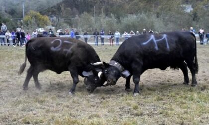 Battaglia delle regine: mucche in combattimento dopo due anni di stop