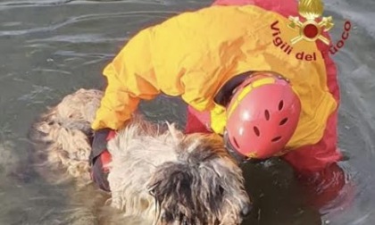 Cane cade in un canale a Romentino: salvato dai vigili del fuoco