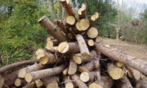 Cavallirio mette all’asta 600 quintali di legna