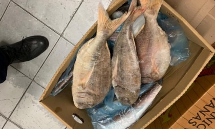 Novara market etnico di corso Milano sanzionato: pesce in pessime condizioni di conservazione
