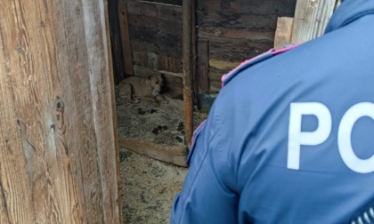 Tre pitbull in condizioni terribili salvati dalla Polizia di Stato di Novara