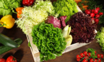 Facciamo l'orto in casa: i semi di insalata in regalo con il tuo settimanale