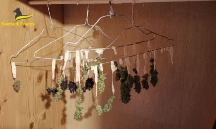 Cannobio scoperta coltivazione domestica di marijuana: un arresto