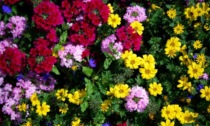 In regalo con i nostri settimanali i semi di coloratissimi Fiori d'estate