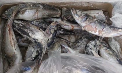 Novara pesce e carne in pessimo stato di conservazione: denunciato titolare market