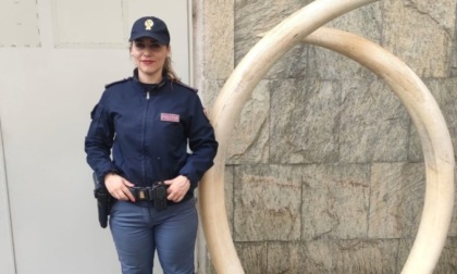 In casa aveva due zanne di elefante del valore di 60mila euro l'una: denunciato