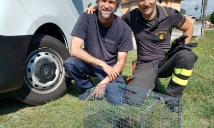 Novara vigili del fuoco salvano gattino incastrato nel vano motore di un furgone