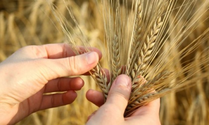 L'allarme di Coldiretti No-Vco: "Più 36% sui prezzi del grano negli ultimi 3 mesi"