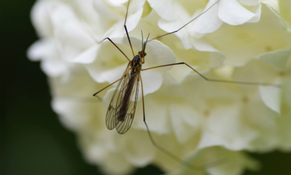 Addio a zanzare e insetti molesti, l’innovativa proposta di VTA