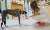 All'hospice Casa Tempia di Gattinara gli animali domestici sono i benvenuti