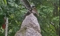 Sparisce l'aquila sul monumento degli Alpini ad Arona
