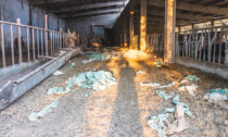“L’inferno in provincia di Novara: animali agonizzanti” La denuncia del Rifugio Miletta
