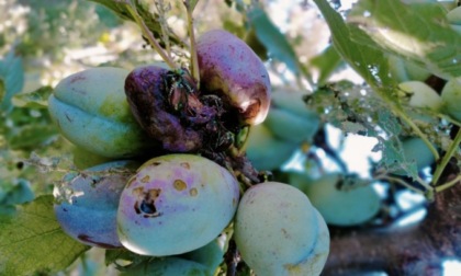 È allarme popilia: si moltiplicano i danni