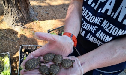 Anpana e Polizia salvano 22 tartarughe abbandonate a Novara