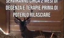 Cervo caduto in un canale a Serravalle Sesia, il video dei volontari del rifugio Miletta: IL VIDEO