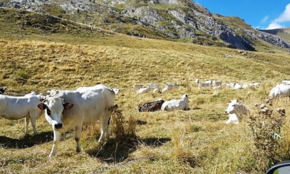 Allarme negli alpeggi: acqua ed erba iniziano a scarseggiare