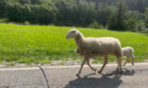 La storia incredibile della pecora Fortunata e del suo agnellino
