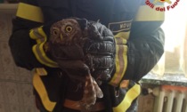 I vigili del fuoco di Borgomanero salvano una civetta incastrata in una canna fumaria