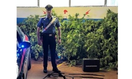 Carabinieri scovano coltivazione di cannabis tra gli ortaggi: 37enne denunciato