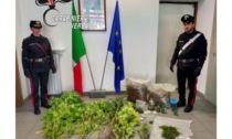 Chiamano carabinieri per strani odori: era una coltivazione di marijuana su un balcone, denunciato 36enne