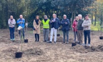 Trecate 15 nuovi alberi piantumati nel "Giardino dei ciliegi"