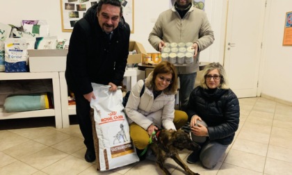 La cagnolina Zendaya cerca casa: si trova al canile di Novara