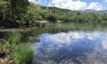 Nell'ultimo decennio sul lago d'Orta perso il 40% dei canneti