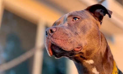 Pitbull rischia la morte per eutanasia: l'Oipa diffida il comune di Verbania