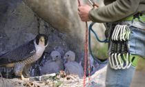 Divieto di arrampicata a Sasso Bianco: c'è il nido di un falco pellegrino