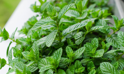 Menta piperita: aroma unico, fresco e pungente