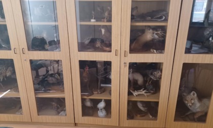 Riordinati e riclassificati i 213 animali impagliati della Provincia di Novara