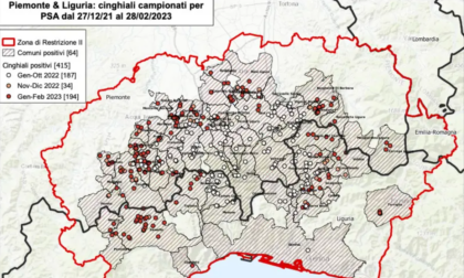 Peste suina: dieci nuovi casi in Piemonte