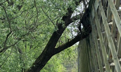 Ponte del Ticino: oltre alle code per le asfaltature anche quelle causate dalla caduta di un albero