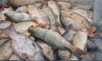 Maxi operazione contro il bracconaggio ittico: LNDC Animal Protection aveva sporto denuncia