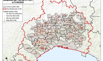 Peste suina africana: 755 casi tra Piemonte e Liguria