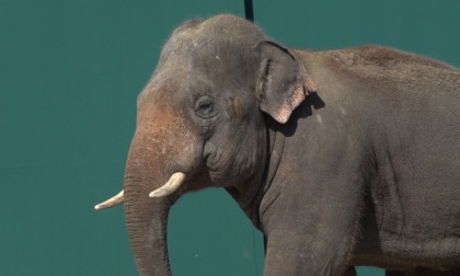 Al Safari Park di Pombia è arrivato un elefante asiatico in via di estinzione