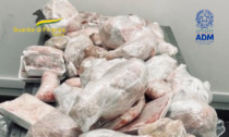 Arriva in aeroporto a Torino dall'Egito con 64 kg di carne in valigia: merce sequestrata