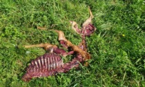 "Il lupo sempre più pericoloso per i greggi: oltre 100 capi uccisi negli ultimi mesi"