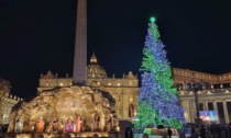 L’albero di Natale piemontese brilla in piazza San Pietro a Roma