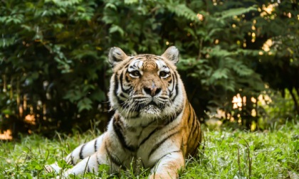Ciao Margot: dopo più di 20 anni La Torbiera ha detto addio alla sua tigre