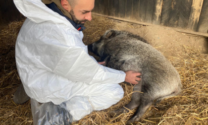 Il Tar del Piemonte annulla la sentenza di abbattimento per la maialina Tina