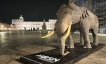 Domani la riapertura del Museo regionale di Scienze naturali: simbolo, l'elefante Friz