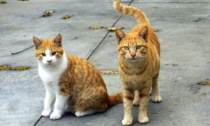 Salvati 43 gatti: "Hanno bisogno di cure urgenti", l'appello del Gattile di Galliate