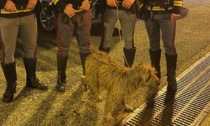 Polizia Stradale di Novara: salvato un cane sull’autostrada A4