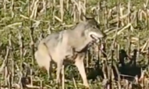 Avvistato un lupo nei campi tra Carpignano e Sillavengo - VIDEO