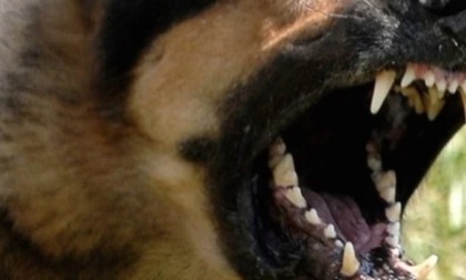 Bimbo di 5 mesi muore dopo l'attaco di un cane: tragedia nel Vercellese: